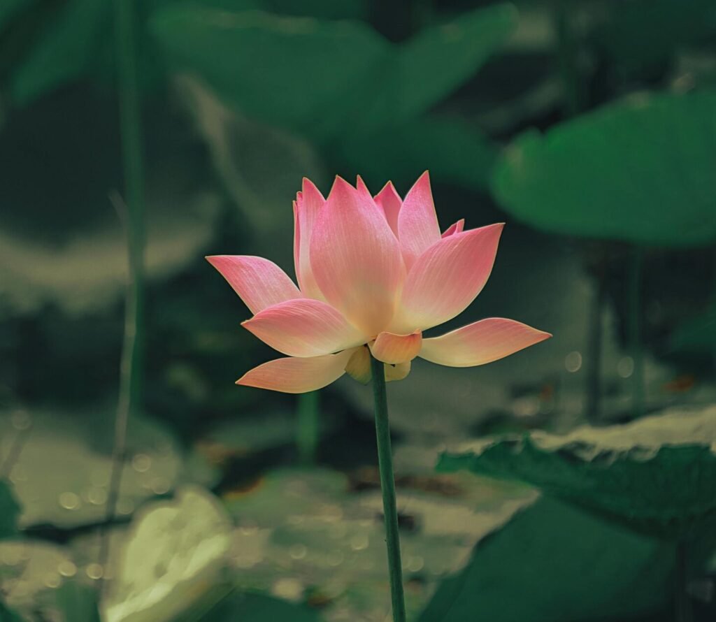 pexels-photo-1171581-1171581 A beautiful pink lotus flower blooming in a tranquil pond environment.