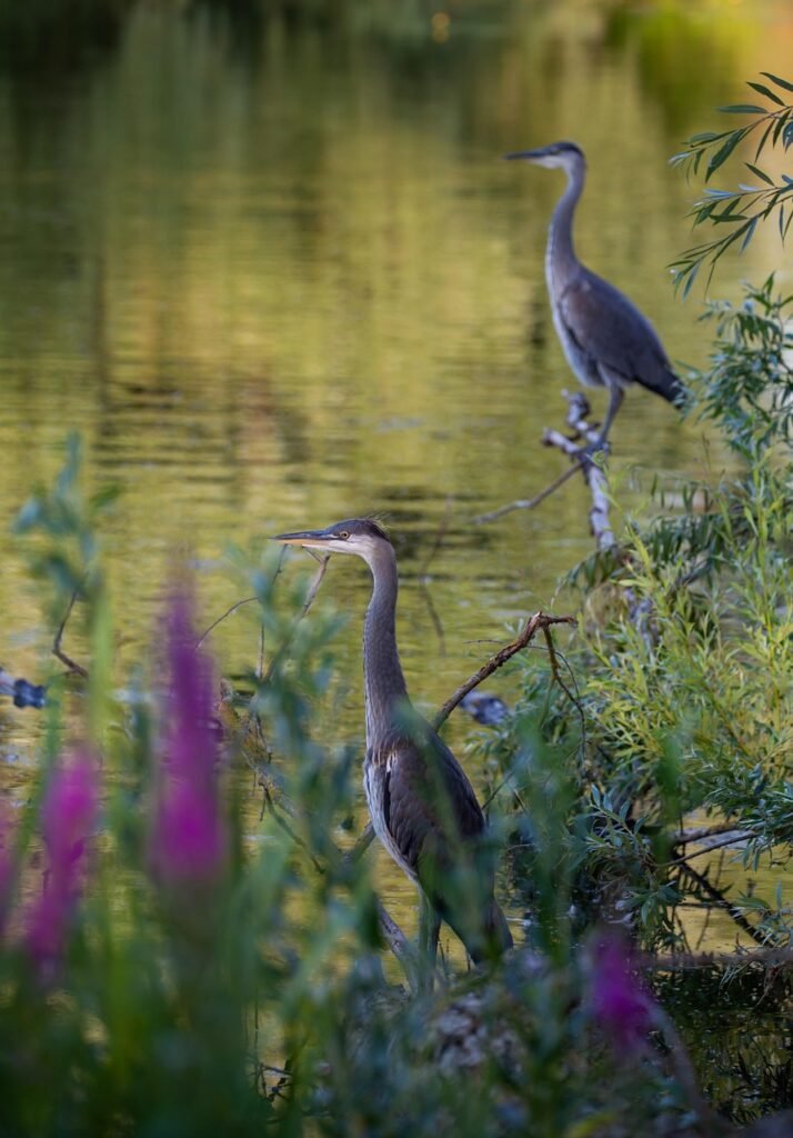 juvenile heron, waiting, blue heron, heron, reeds, fishing, wader, bird, predator, beak, eye, plumage, pond, bird watching, standing, crest, animal, wildlife, grey heron, feather, nature, wild, blue heron, blue heron, blue heron, blue heron, blue heron