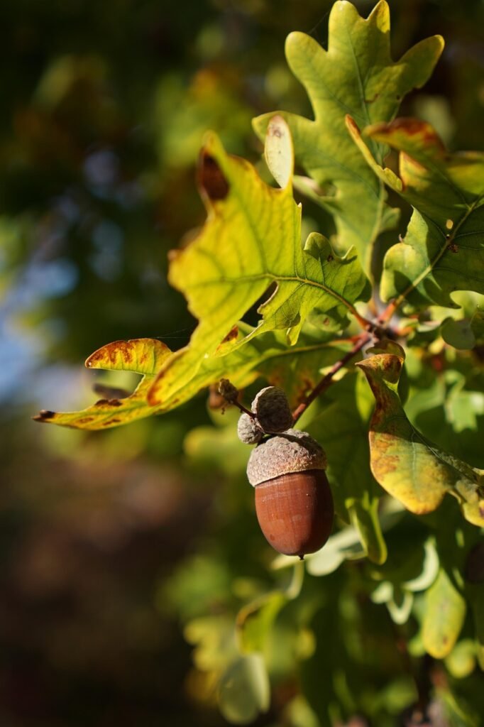 oak, quercus, acorn, leaves, nature, autumn leaves