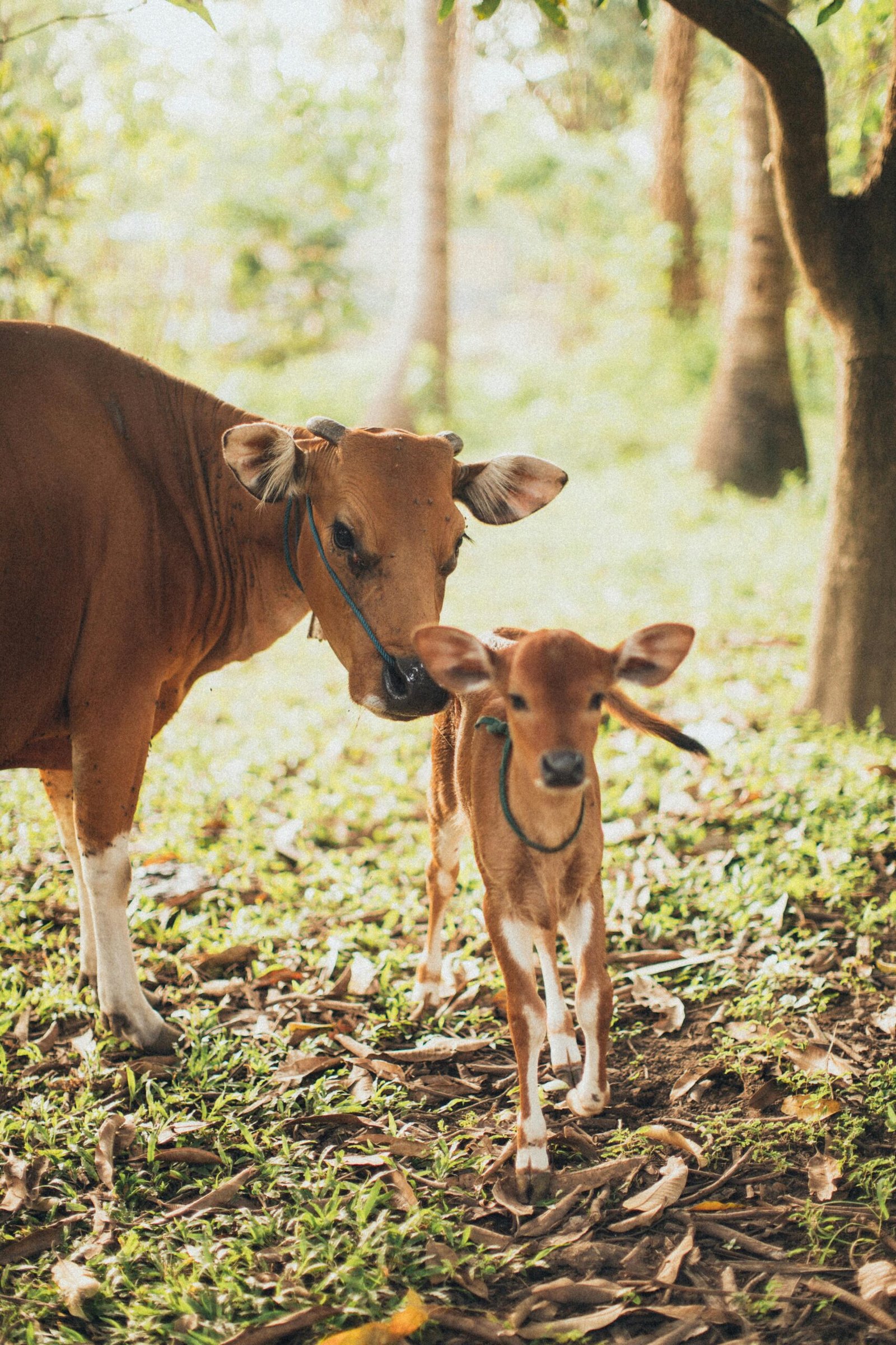 A cow with her calf standing in a bright, sunlit field surrounded by trees.